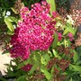 Spirea Japonica, Spirea Arguta and Spirea Nipponica hdge