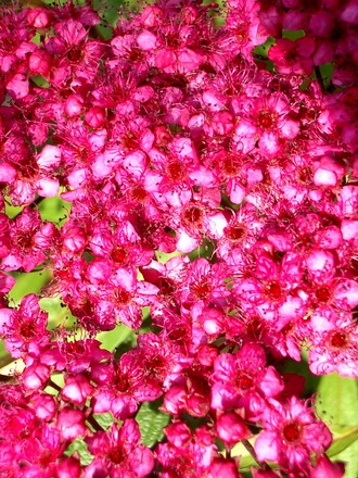 IMGP2988.jpg (Spirea Japonica, Spirea Arguta and Spirea Nipponica hdge)
