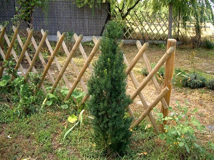 IMGP4205.jpg (Taxus baccata (Yew))