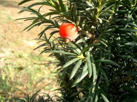 IMGP4424.jpg (Taxus baccata (Yew))