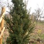 IMGP4497b.jpg (Taxus baccata (Yew))