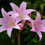 Jersey_lilies