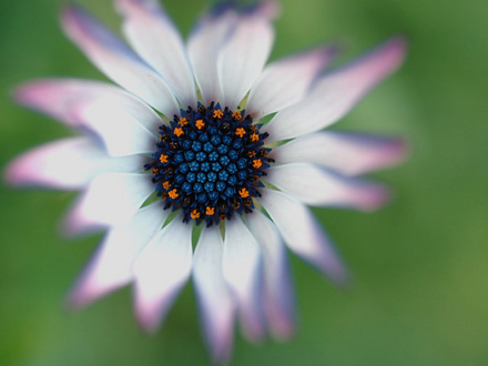 pretty flower (cant remember the name)