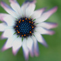 pretty flower (cant remember the name)
