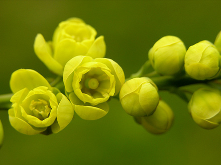 little yellow flowers (shrub)