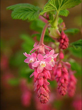 pink pretty flowers 