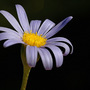Felicia fruticosa