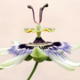 Passiflora caerulea (Passion flower)