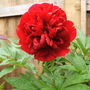 Peonie