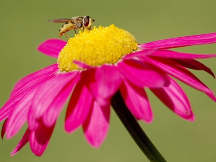 pollination