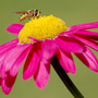 pollination
