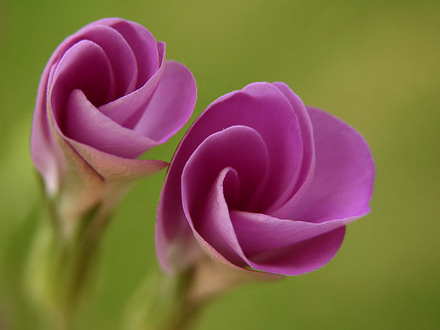 opening up