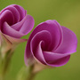 opening up