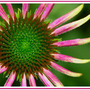 Coneflower