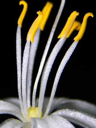 spider plant flower (Chlorophytum comosum (Spider plant))