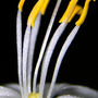 spider plant flower (Chlorophytum comosum (Spider plant))