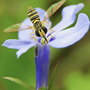 hoverfly on lobelia (Lobelia)