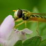 hoverfly