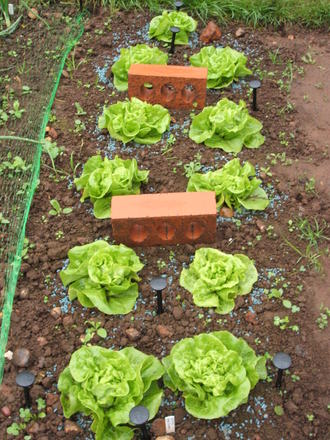 Lettuce - Tom Thumb (Lactuca sativa)