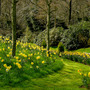 Springwalk