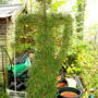 Green Man 2 (Lonicera nitida)