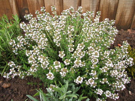 Thyme (Thymus vulgaris)