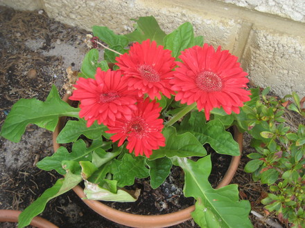 A garden flower photo