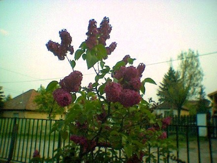 image_00095.jpg (Syringa)