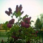 Syringa