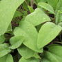 Sage (Salvia officinalis)