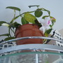  My White Christmas cacti