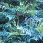 Mahonia