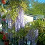 Wisteria floribunda