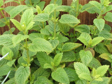 Lemon Balm (Melissa officinalis)