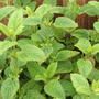 Lemon Balm (Melissa officinalis)