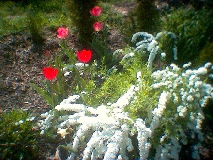 A garden flower photo (Spirea Japonica, Spirea Arguta and Spirea Nipponica hdge)
