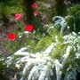Spirea Japonica, Spirea Arguta and Spirea Nipponica hdge