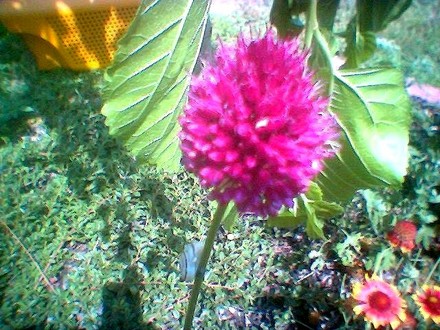 image_00722.jpg (Allium ostrowskianum)