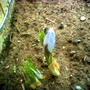 Blue pearl (Crocus chrysanthus (Crocus))