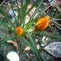 image_00418.jpg