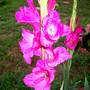 IMGP3107.jpg (Gladiolus grandiflorus)