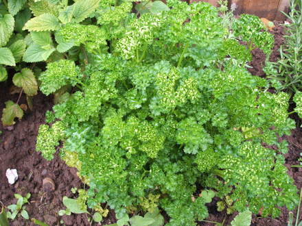 Parsley (Petroselinum crispum)