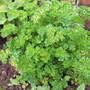 Parsley