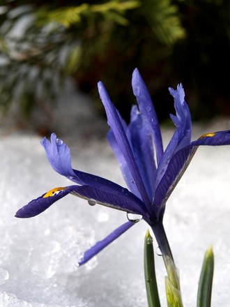_2271175.jpg (Iris reticulata (Iris))