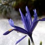 Iris reticulata (Iris)