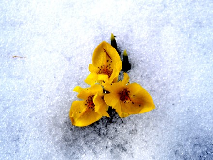 _2271179.jpg (Iris reticulata (Iris))