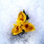 Iris reticulata (Iris)