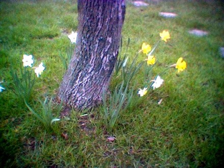 image_00535.jpg (Narcissus)