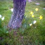 image_00535.jpg (Narcissus)