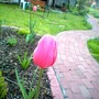 Image_00090